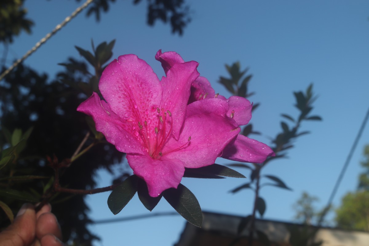 Rhododendron japonicum (A.Gray) Suringar